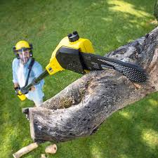 Best Hazardous Tree Removal  in Trenton, OH