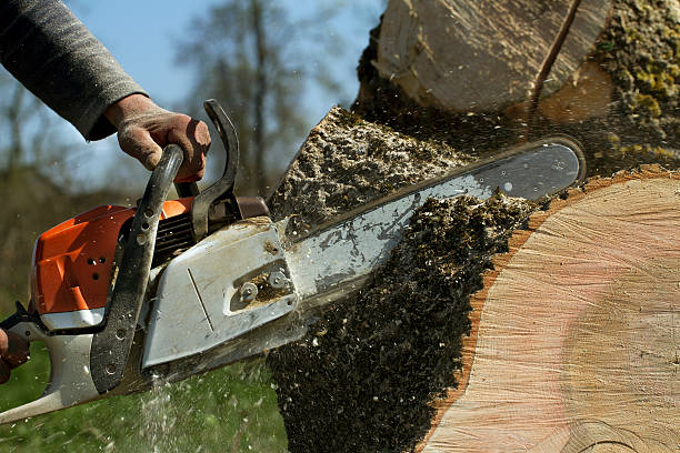 Best Stump Grinding and Removal  in Trenton, OH